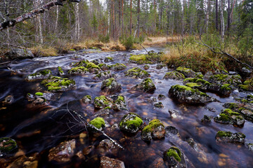 River in forest