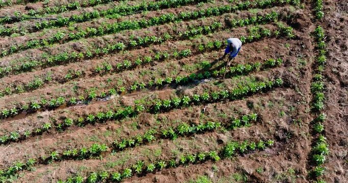 Aerial panning view. Black african subsistence farmer opening furrows with a hoe to manually water crops on a small scale vegetable farm