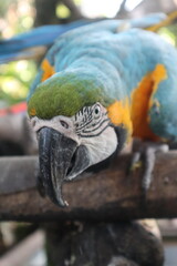 parrots of the carribbean