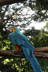 parrots of the carribbean