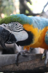 parrots of the carribbean