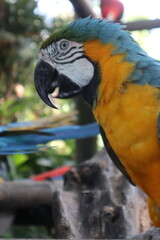 parrots of the carribbean