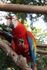 parrots of the carribbean
