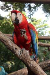parrots of the carribbean