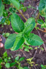 Ashwagandha green plants in the garden. Withania somnifera Leaves. Herb (ayurvedic) medicine plant