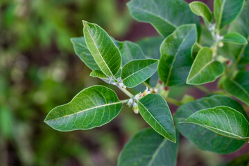 Ashwagandha green plants in the garden. Withania somnifera Leaves. Herb (ayurvedic) medicine plant