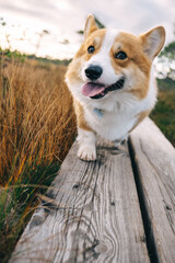 A happy corgi walks along a rustic wooden path in a grassy field during golden hour
