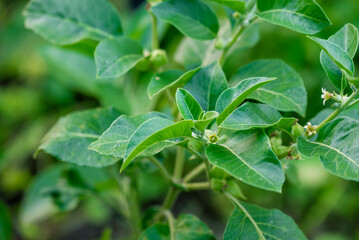 Ashwagandha green plants in the garden. Withania somnifera Leaves. Herb (ayurvedic) medicine plant
