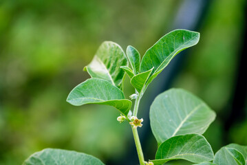 Ashwagandha green plants in the garden. Withania somnifera Leaves. Herb (ayurvedic) medicine plant