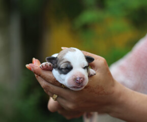 Photograph of a woman's hand holding and showing a new-born puppy.