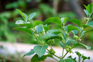 Ashwagandha green plants in the garden. Withania somnifera Leaves. Herb (ayurvedic) medicine plant