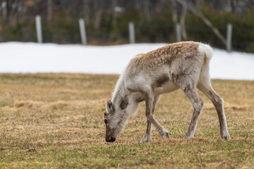 Reindeer (Rangifer tarandus)