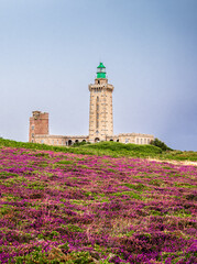 Cap Frehel lighthouse amidst blooming purple heather fields , Plevenon, Brittany, France