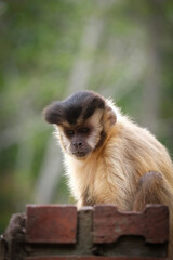 Pensative monkey