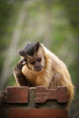 Fototapeta premium Pensive Monkey
