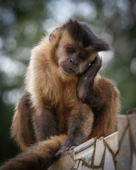 Obraz premium Monkey thinking