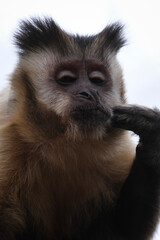 Obraz premium Cute Monkey