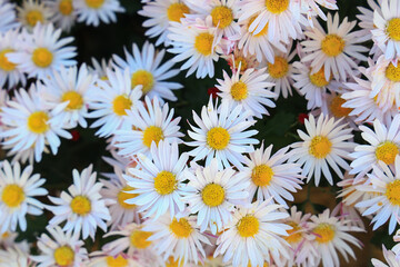 Many blooming chrysanthemums in the park outdoors