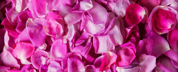Obraz premium Natural background of rose petals