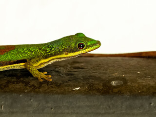 Gekko