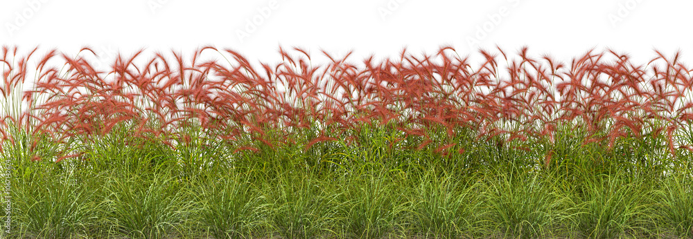 Poster red flowers feather grass fields row on transparent backgrounds render png