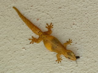 Gekko