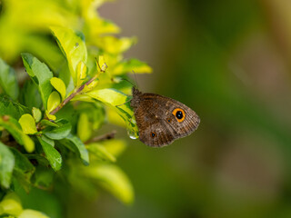 Schmetterling