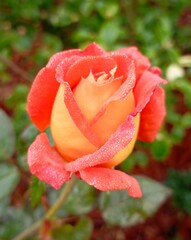 rose sous la rosee du matin dans le parc