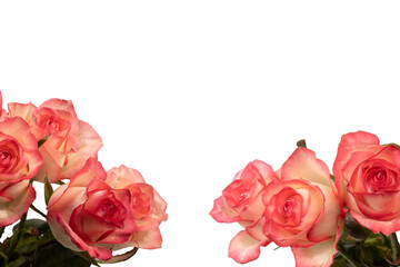 Pink and white  beautiful rose isolated on a white background.