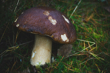 mushroom in the grass