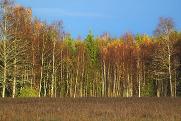 autumn in the forest