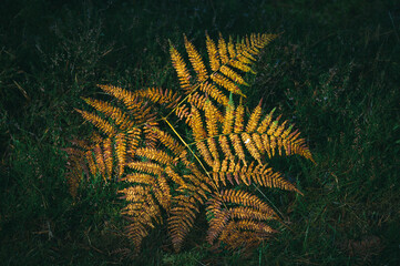 Fern in autumn
