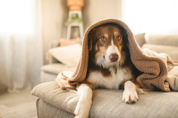 brown australian shepherd dog indoor on the living room under blanket