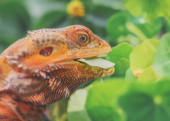 Orange Bearded Dragon Eating Nasturtiums