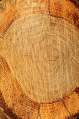 伐採された木の切り株