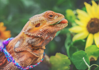 Orange Bearded Dragon Eating Leaves