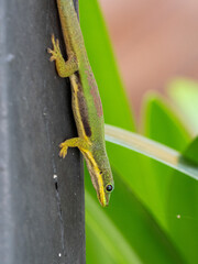Gekko