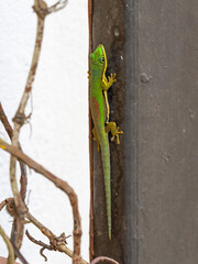 Gekko