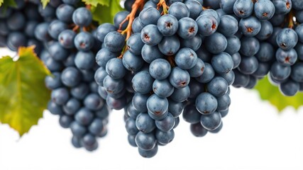Fototapeta premium Fresh blue wet grapes hanging from a bunch, suspended in mid-air on a crisp white background, purple fruit, white background