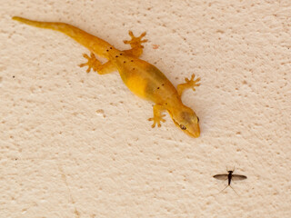 Gekko