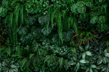 Green leaves background, dark green leaves, nature wallpaper