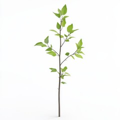 A young tree sapling, botanical element, hyper-realistic 3D rendering, delicate green leaves and thin stem, isolated on white background