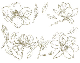 A set of isolated magnolia flowers and leaves. The drawing is made by hand, with a golden outline  © Ольга Никифорова