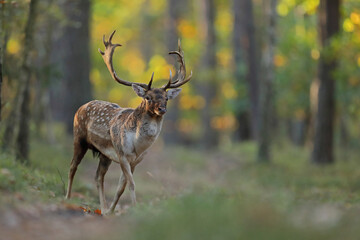 Daniel zwyczajny (Dama dama) © Bartosz Rakoczy