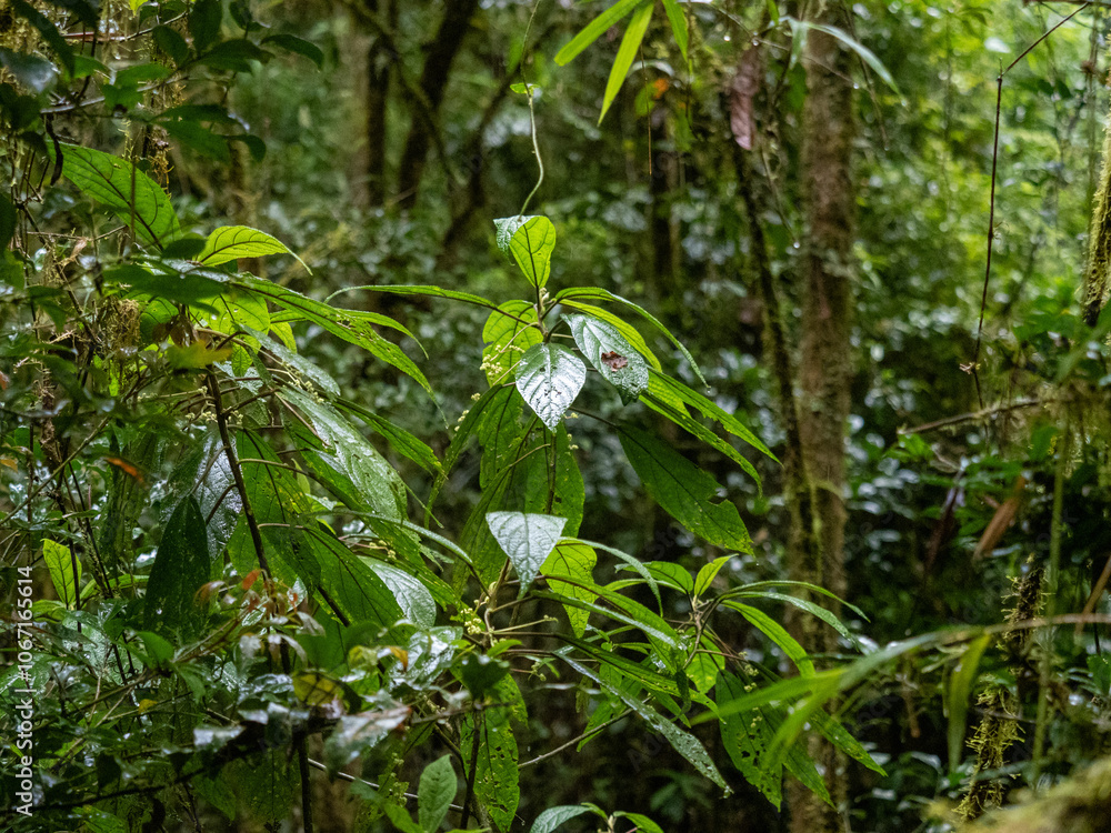 Sticker Regenwald