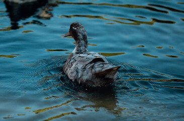 grey duck on the lake