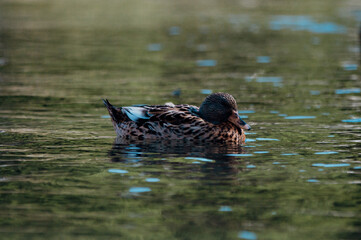 brown duck swims on the river