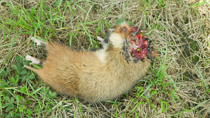 European hamster dead field insect flies Cricetus cricetus corpse blood caught by predator bird killed or poisoning by poison pellets rodenticides pesticides wasps agriculture against rodents Europe