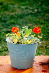 Blumentopf mit roten Blumen