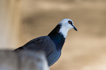 pigeon - unusual color on thr street